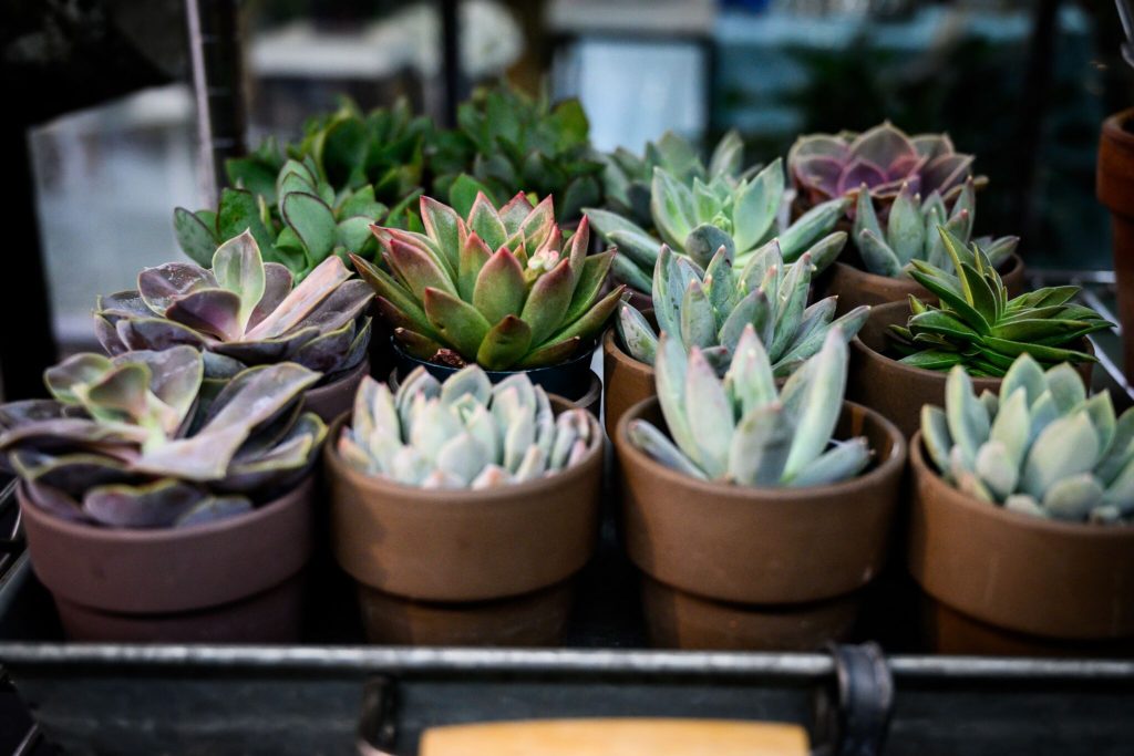 A dozen tiny terracotta pots each with one succulent. The succulents are  bright green, red, purple, and very pale green color. These make great teacher gift because they are low maintenance and can fit right on the desk.